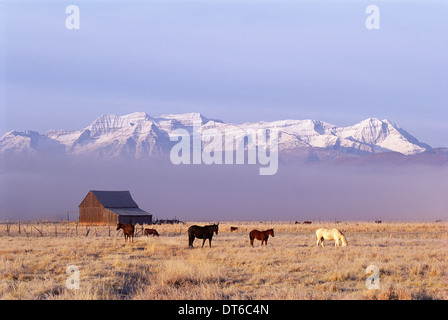 A small group of horses grazing in the Heber Valley. A snowcapped mountain range, and Mount Timpanagos. Stock Photo