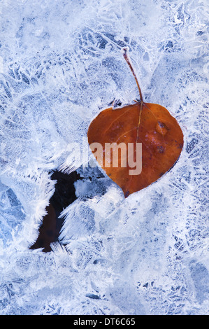 A brown autumn aspen leaf lying on top of an icy frosted surface. Stock Photo