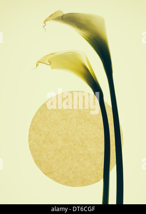 Calla lily flowers and a circle on a cream background. Stock Photo