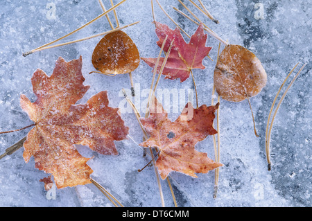 Maple and aspen leaves in autumn. Brown and red leaf colour. Laid out on a frosted ice surface. Stock Photo