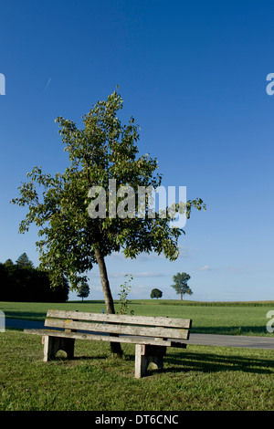 blue, tree, trees, bavaria, benches, ruins, seat, bench, chateau ...
