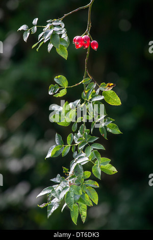 Red rose hips on hanging branch of rose bush Stock Photo
