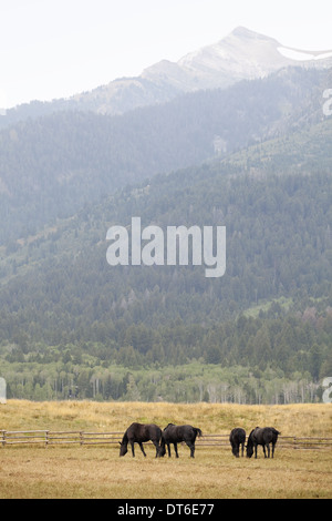 A small herd of horses, grazing on the plains, with a backdrop of mountains with snowcapped peaks. Stock Photo