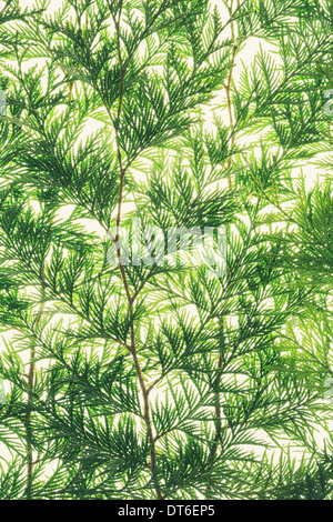 Western red cedar branch, close up of a branch with green thin linear shaped leaves, on a white background.
