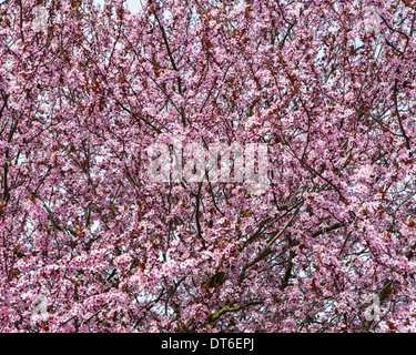 Blooming ornamental plum tree. Bright pink blossom and flowers on the branches. Spring in Seattle Stock Photo