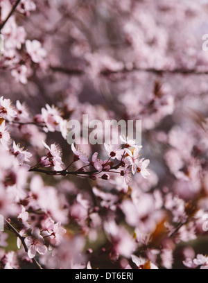 Blooming ornamental plum tree. Pink blossom on the branches. Spring in Seattle Stock Photo