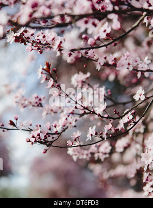 Blooming ornamental plum tree. Pink blossom on the branches. Spring in Seattle Stock Photo
