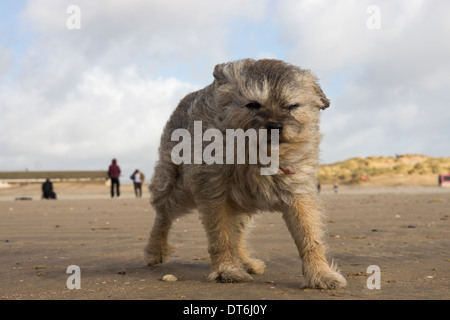 Border terrier camber sands storm windy stormy Stock Photo