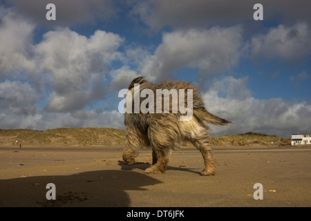 Border terrier camber sands storm windy stormy Stock Photo