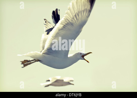 Vintage photo of flying seagulls Stock Photo
