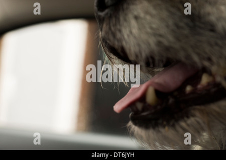 Border terrier dog inside of car tongue hanging out panting teethshowing breathing Stock Photo