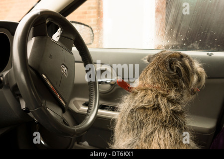 dodge steering wheel border terrier driving seat Stock Photo