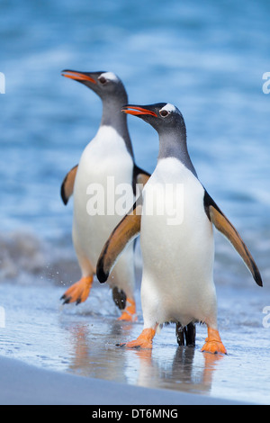 Two gentoo penguins are emerging from the sea on Bleaker Island. Stock Photo