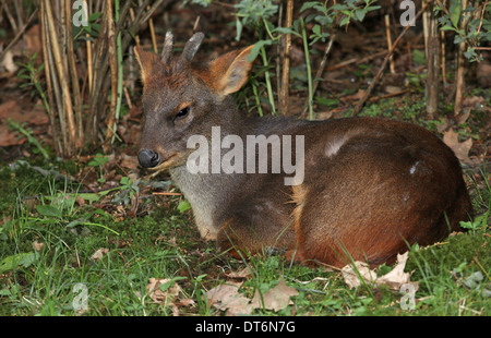 Southern or Chilean or common Pudu (Pudu puda) male wiht velvet antlers resting Stock Photo