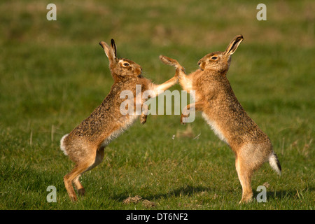 Brown Hare, Lepus capensis boxing in a field Stock Photo