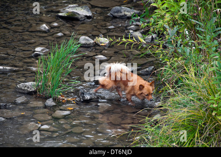 little dog small dog playing in river creek Stock Photo
