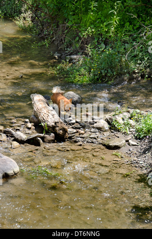 little dog small dog playing on riverbank Stock Photo