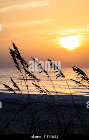 Beach dune sea oats (Uniola paniculata) on Amelia Island in Fernandina