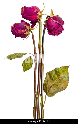 Bouquet of three dried red roses isolated on white background Stock Photo