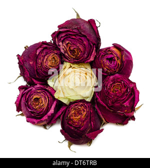 Seven dried red rose buds in sun form Stock Photo