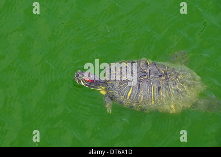 Red-eared slider turtle swimming in a pond. Reptile animal in natural environment. Stock Photo