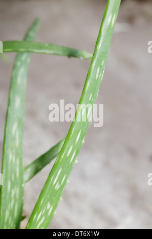 The spiky leaves of aloe vera