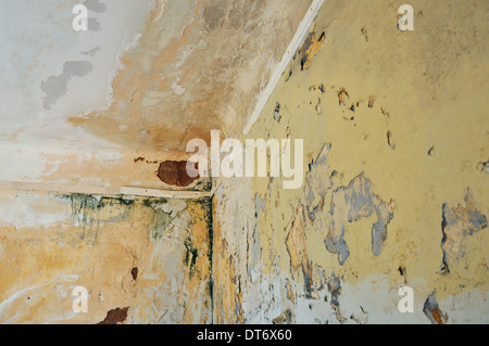 Mold and chipped paint on the wall and ceiling of an abandoned house. Stock Photo