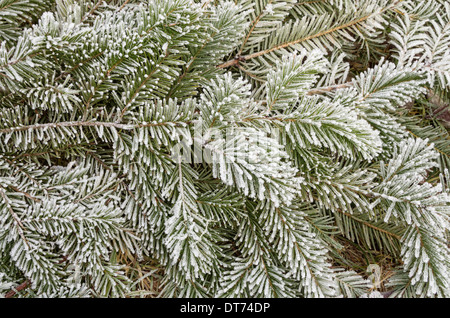 frosty pine branches with needles covered in ice crystals Stock Photo