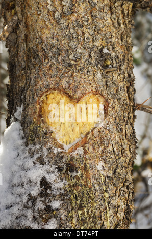 heart carved into the bark of a pine tree trunk with some snow Stock Photo