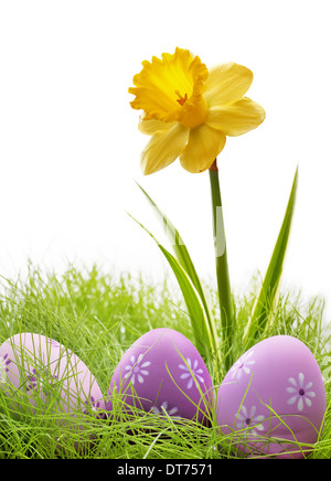 Easter eggs hiding in the grass with daffodil flower Stock Photo