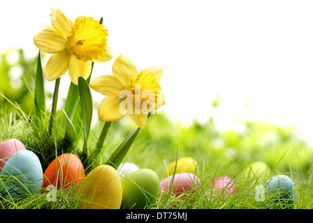 Easter eggs on meadow with daffodil flower Stock Photo