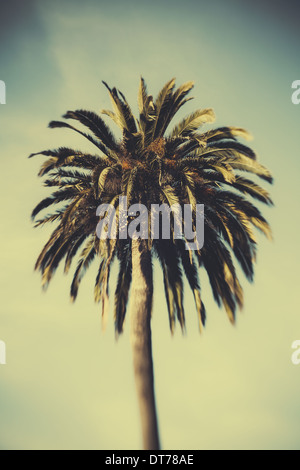 Date palm tree, Monterey Stock Photo