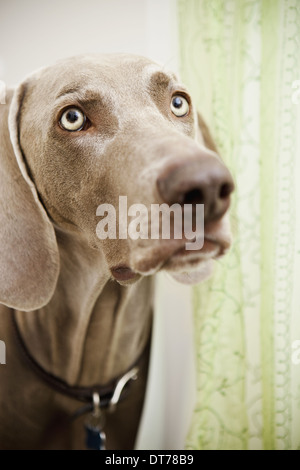 A pedigree breed, a Weimaraner dog in the shower room, hiding behind a shower curtain. Stock Photo