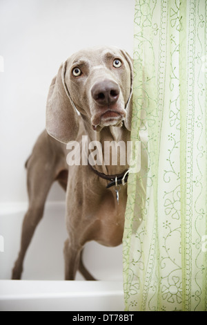 A Weimaraner dog standing looking around a shower curtain, in the bathroom. Stock Photo