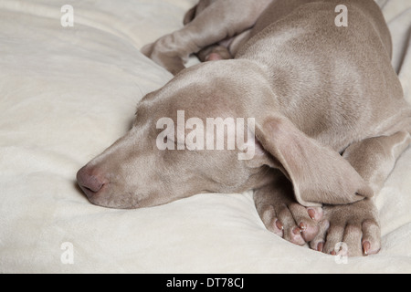 A Weimaraner pedigree puppy sleeping on a bed. Stock Photo