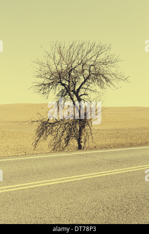 A Cottonwood tree at the roadside in a landscape of ploughed fields near Pullman in Washington state. Stock Photo