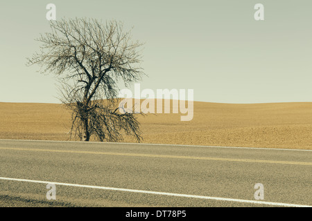 A Cottonwood tree at the roadside in a landscape of ploughed fields and farmland near Pullman in Washington state. Stock Photo