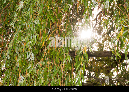 Close up of Weeping Willow tree leaves Stock Photo - Alamy