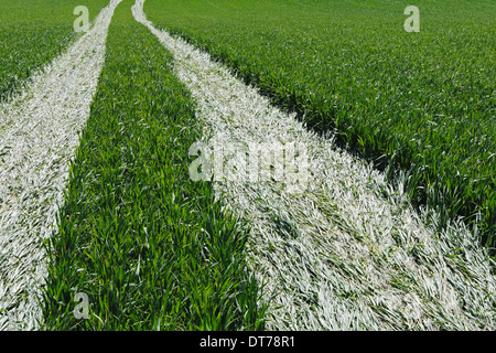 Tire tracks in lush, green field of wheat, near Pullman, flattening the growing crop. Stock Photo