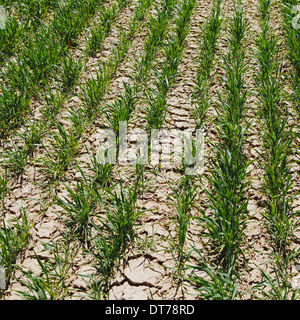 Lush, green rows of wheat. Green shoots growing from the ground, in furrows. Field near Pullman, Washington, USA Stock Photo