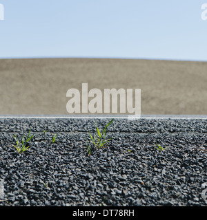 Close up of weeds growing on the roadside, and a view to farmland, near Pullman, in Washington state, USA Stock Photo