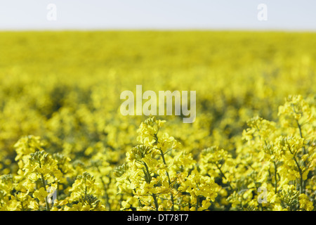 A field of yellow flowering blooming mustard seed plants, in Spring. Pullman in Washington state, USA Stock Photo