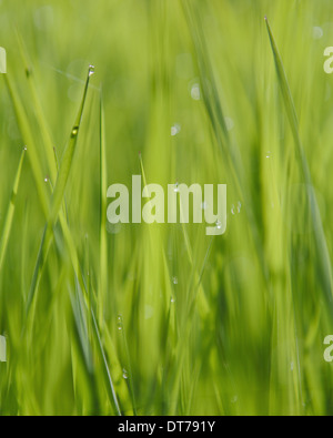 Close up of water drops on blades of lush, green grass, Olympic NP Stock Photo