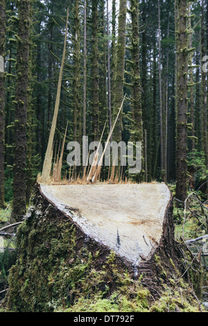 Recently logged Sitka Spruce tree in foreground, temperate rainforest in distance, Hoh Rainforest, Olympic NF Stock Photo