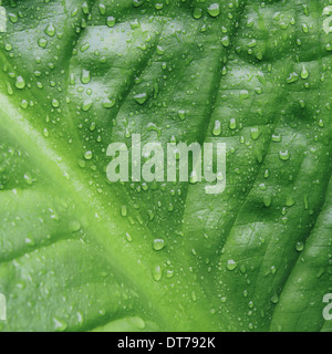 Close up of water drops on lush, green Skunk cabbage leaves (Lysichiton americanus), Hoh Rainforest, Olympic NP Stock Photo