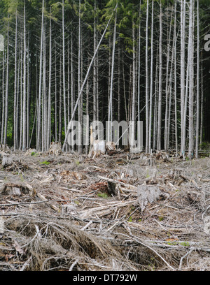 Recently clear cut rainforest, Hoh Rainforest, Olympic NF Stock Photo
