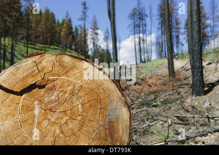 cut Ponderosa Pine tree in recently burned forest (from the 2012 Table Mountain fire), Okanogan-Wenatchee NF, near Blewett Pass Stock Photo