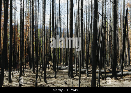 Fire damaged trees and forest (from the 2012 Table Mountain Fire), Okanogan-Wenatchee NF, near Blewett Pass Stock Photo