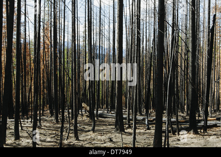 Dead and Burnt Forest of Trees aftermath of Forest Fire in Kootenay ...