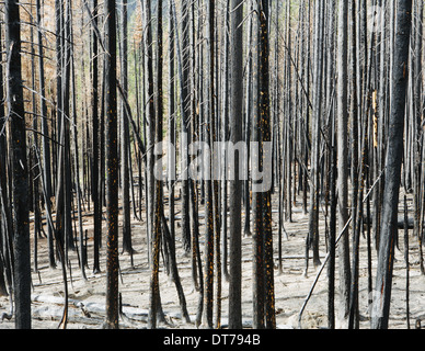 Fire damaged trees and forest (from the 2012 Table Mountain Fire), Okanogan-Wenatchee NF, near Blewett Pass Stock Photo